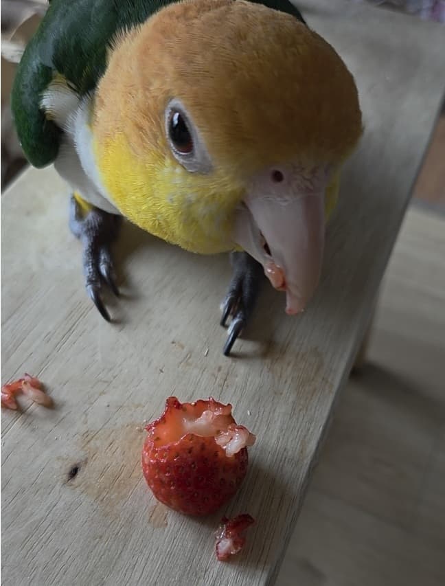 White-bellied caique